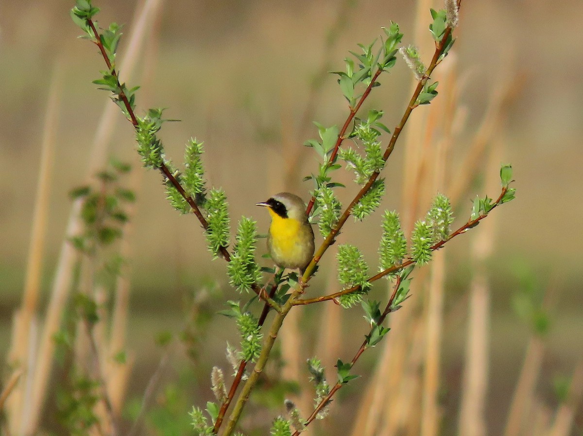 Common Yellowthroat - ML635481904