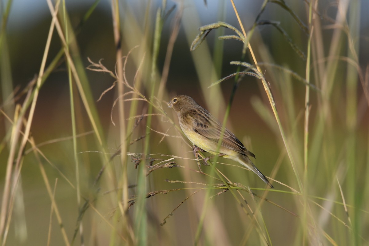 Grassland Yellow-Finch - ML635481961