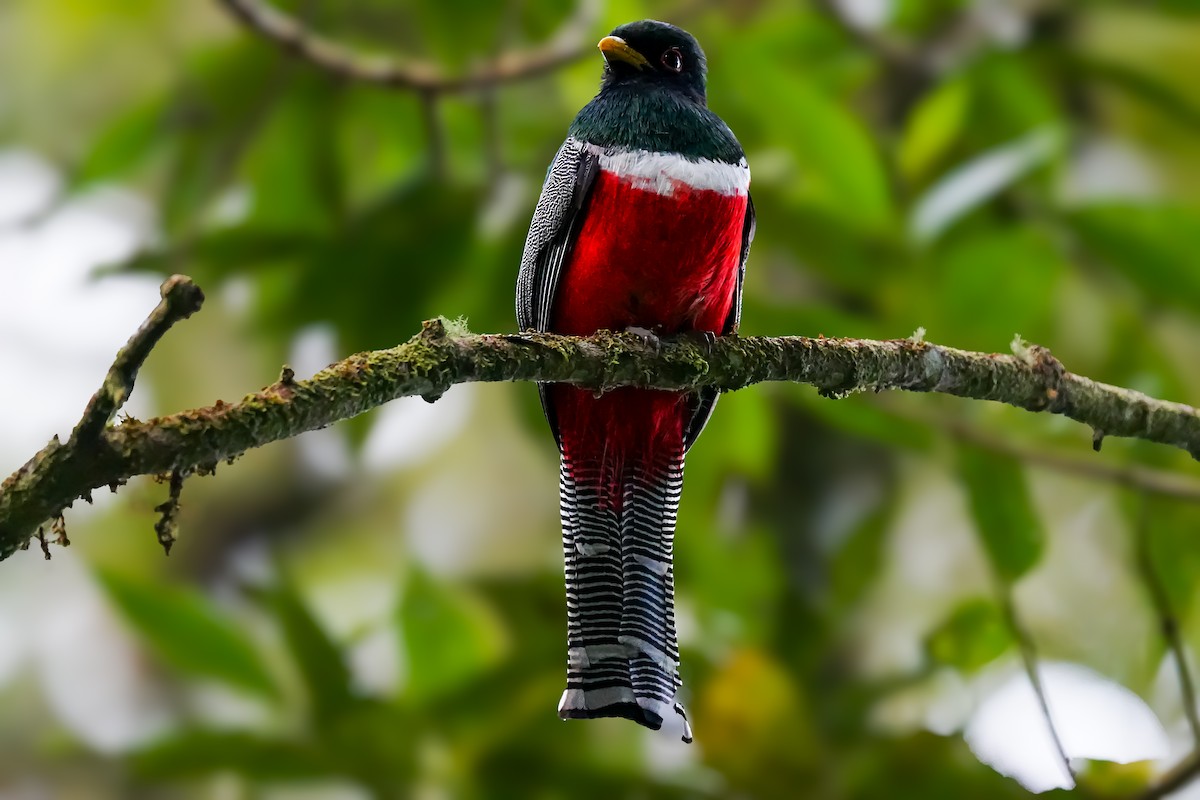 Collared Trogon - ML635482009