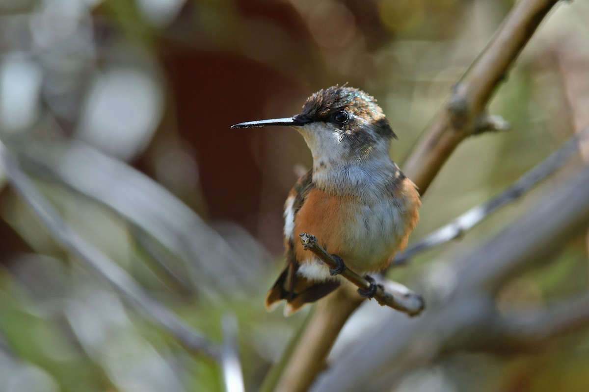 Amethyst Woodstar - ML635482312