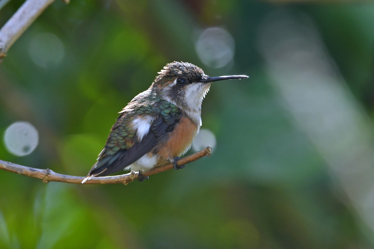 Amethyst Woodstar - ML635482313