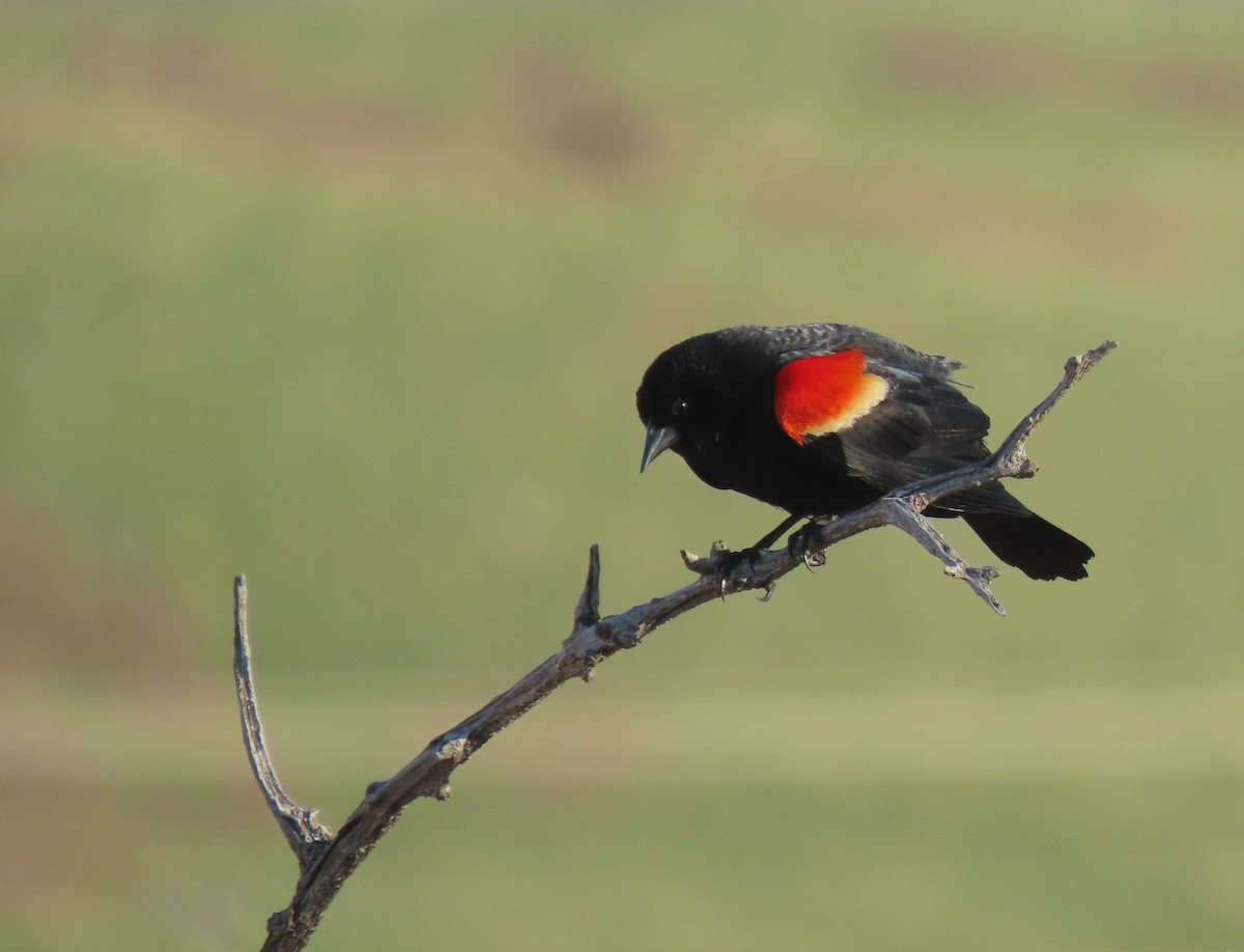 Red-winged Blackbird - ML635482471