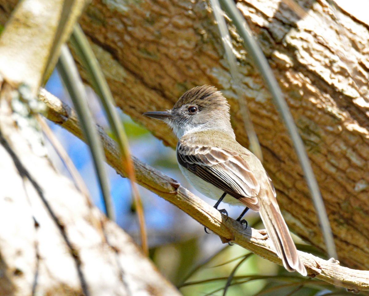 La Sagra's Flycatcher - ML635482519