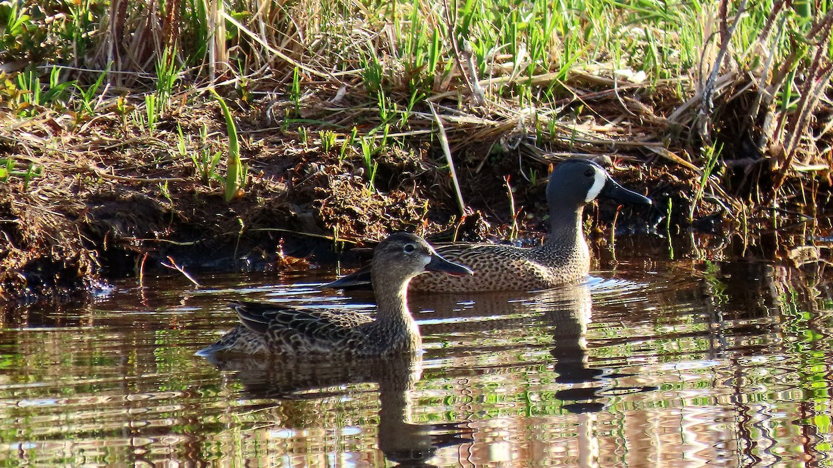 Blue-winged Teal - ML635482534