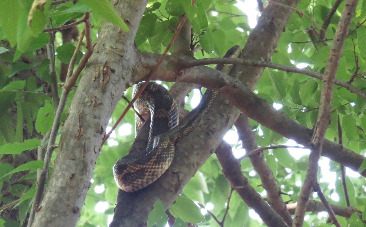 Western Ratsnake - ML635482540