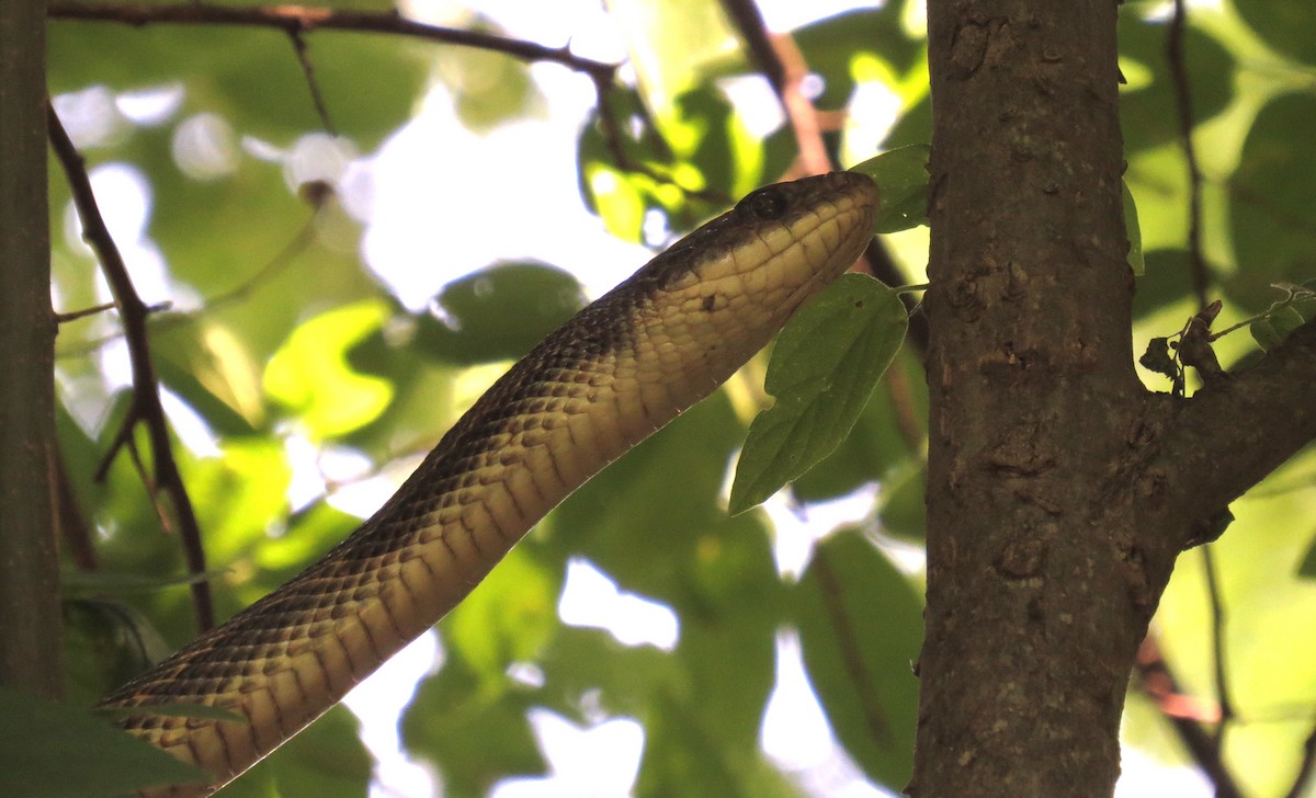 Western Ratsnake - ML635482541