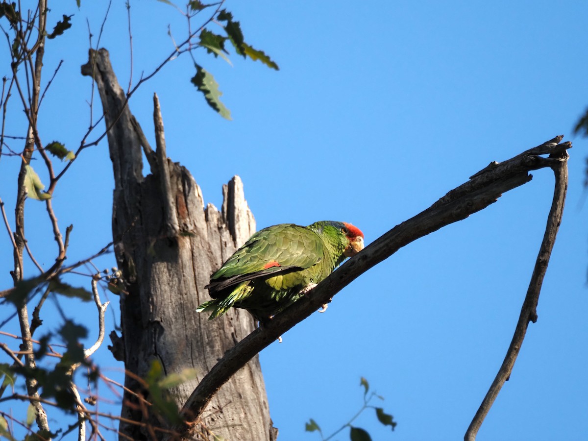 Red-crowned Amazon - ML635482564