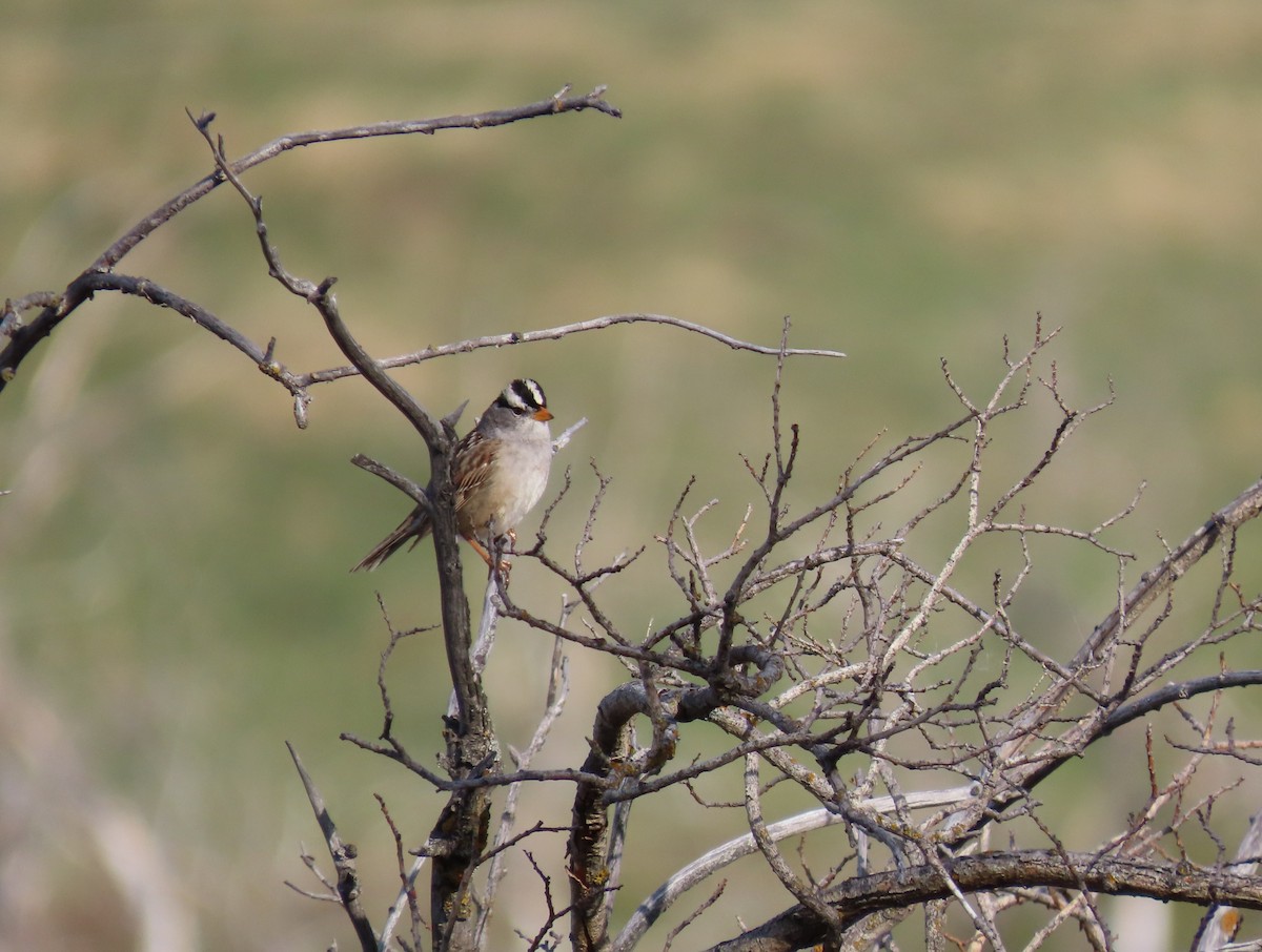 White-crowned Sparrow - ML635482610