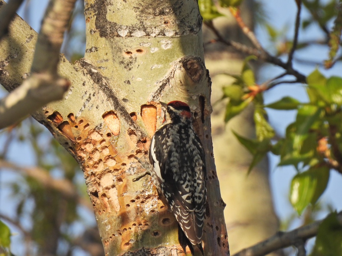 Red-naped Sapsucker - ML635482654
