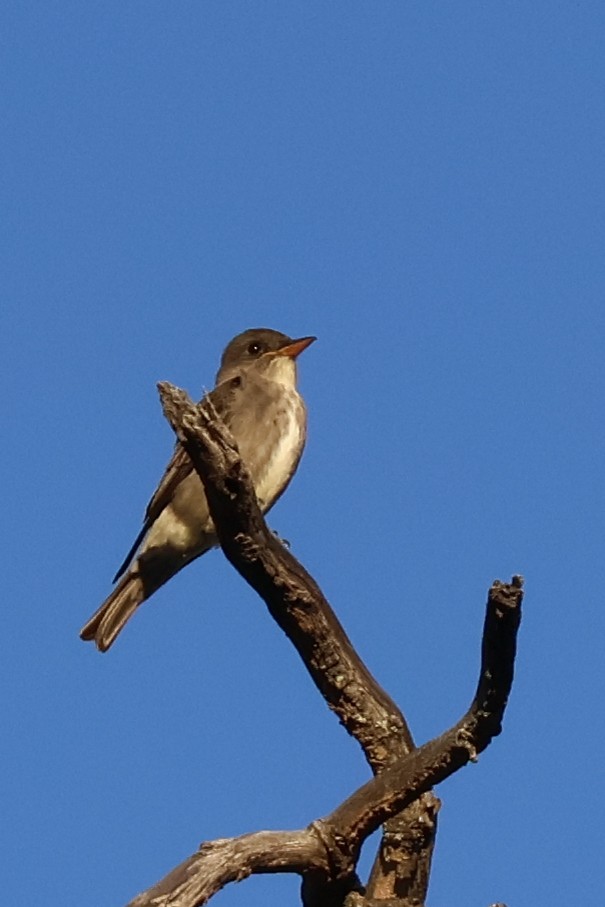 Olive-sided Flycatcher - ML635482766