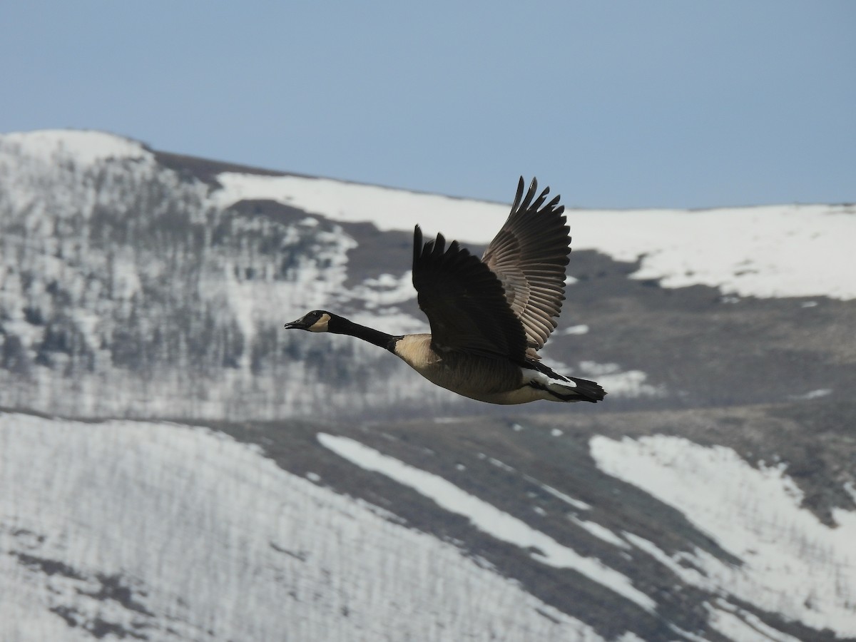 Canada Goose - ML635482767