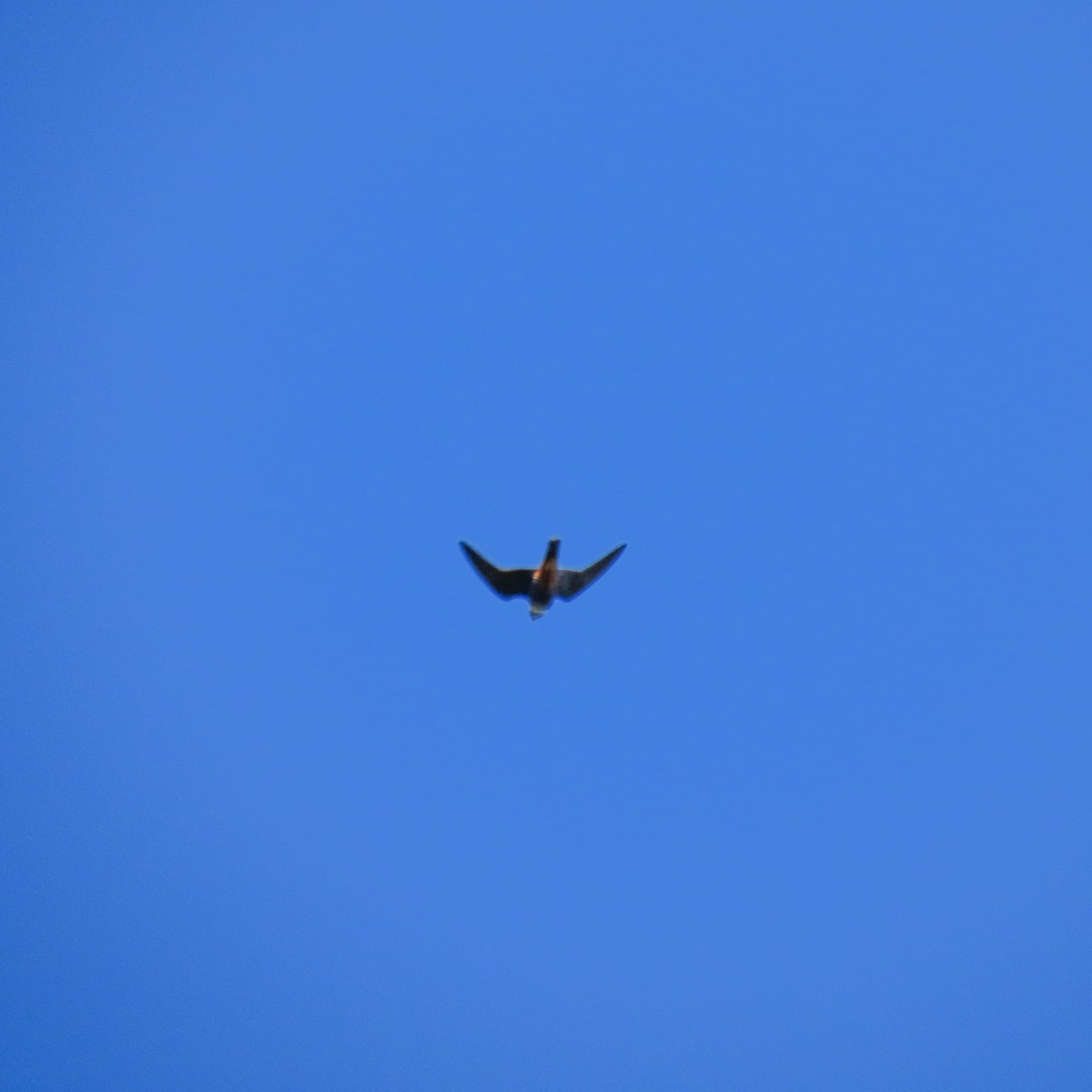 Bat Falcon - ML635482813