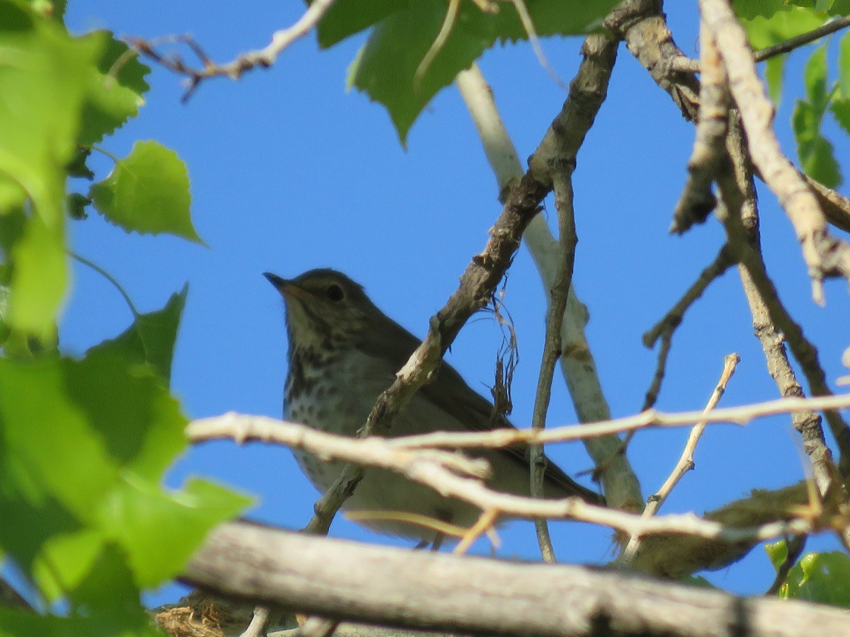 Swainson's Thrush - ML635482949