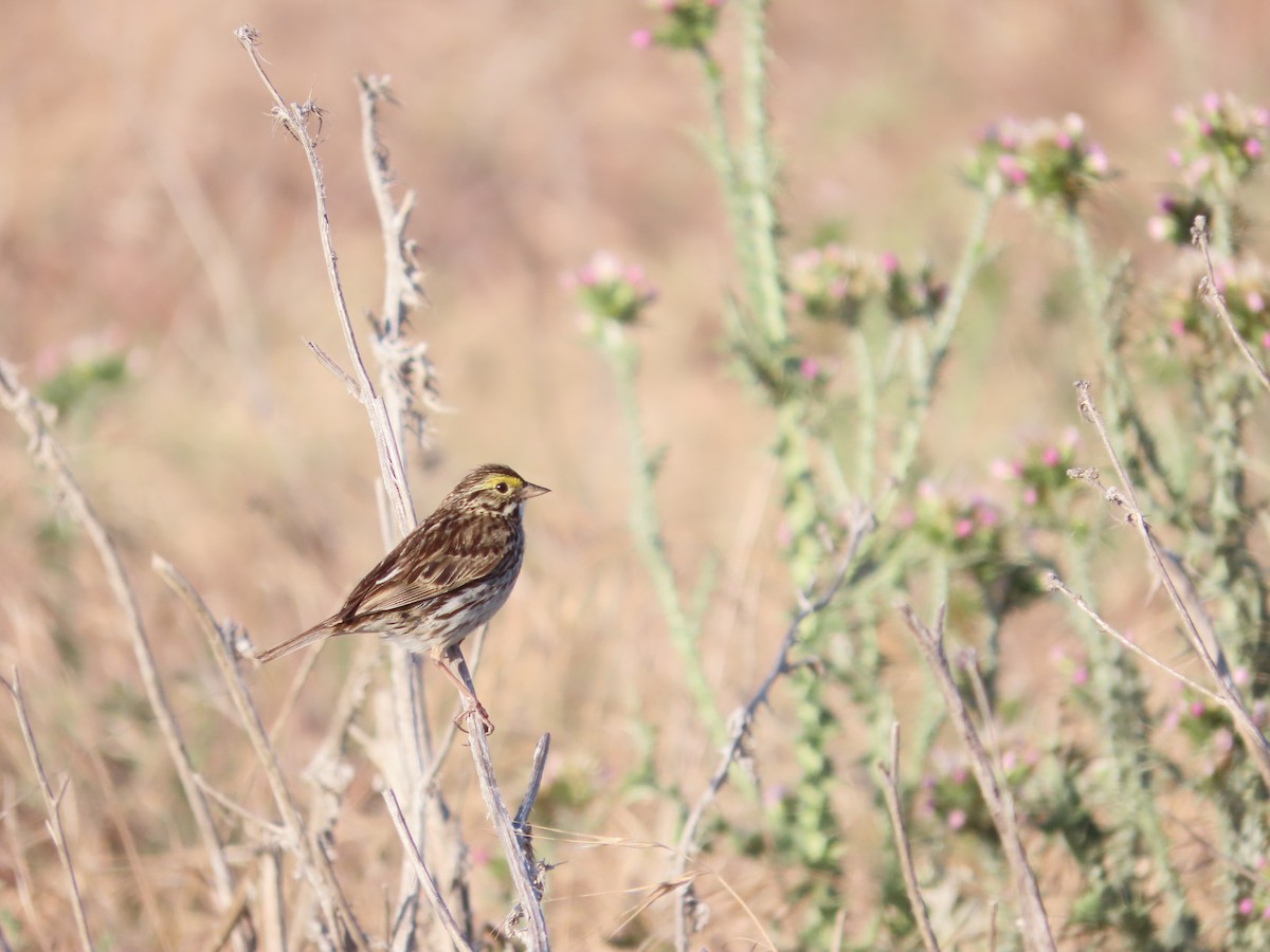 Savannah Sparrow - ML635483042