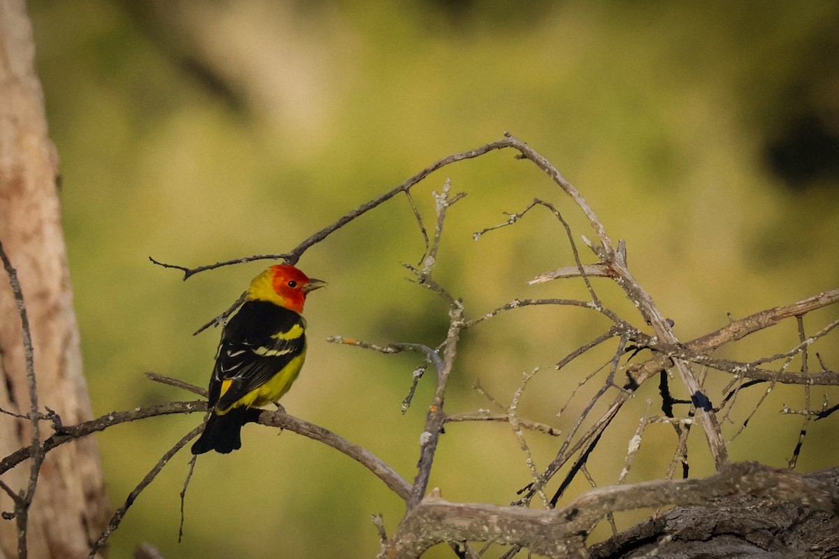Western Tanager - ML635483058