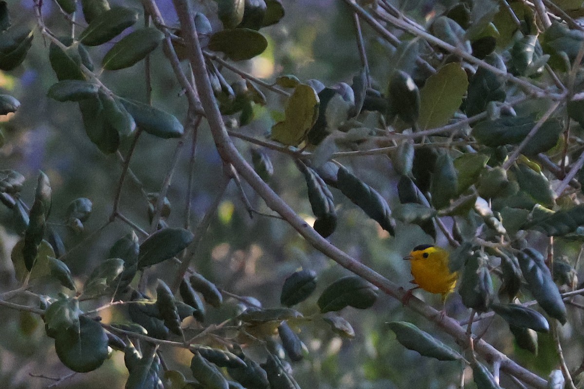 Wilson's Warbler - ML635483104