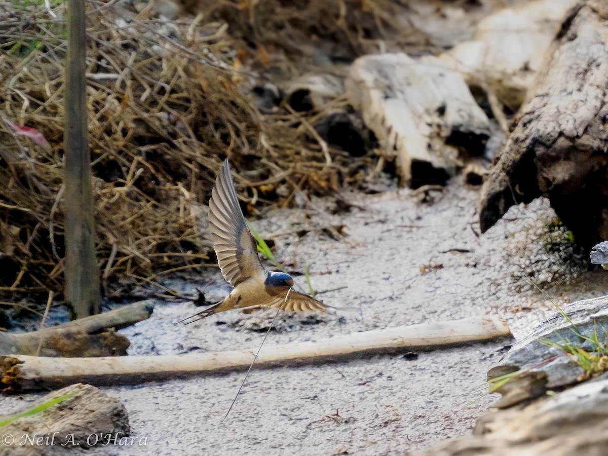 Ластівка сільська - ML635483108
