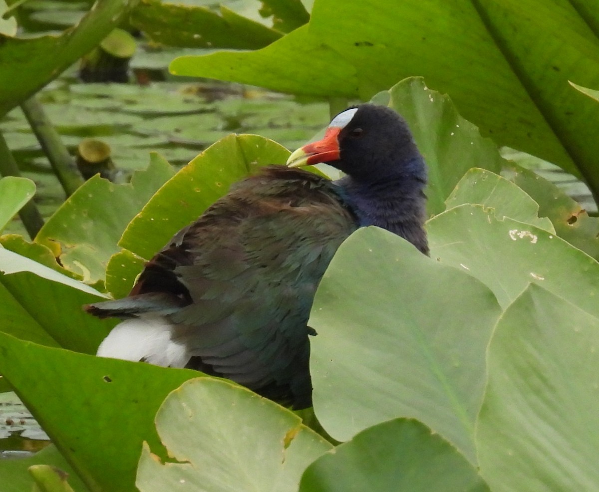 Purple Gallinule - ML635483132