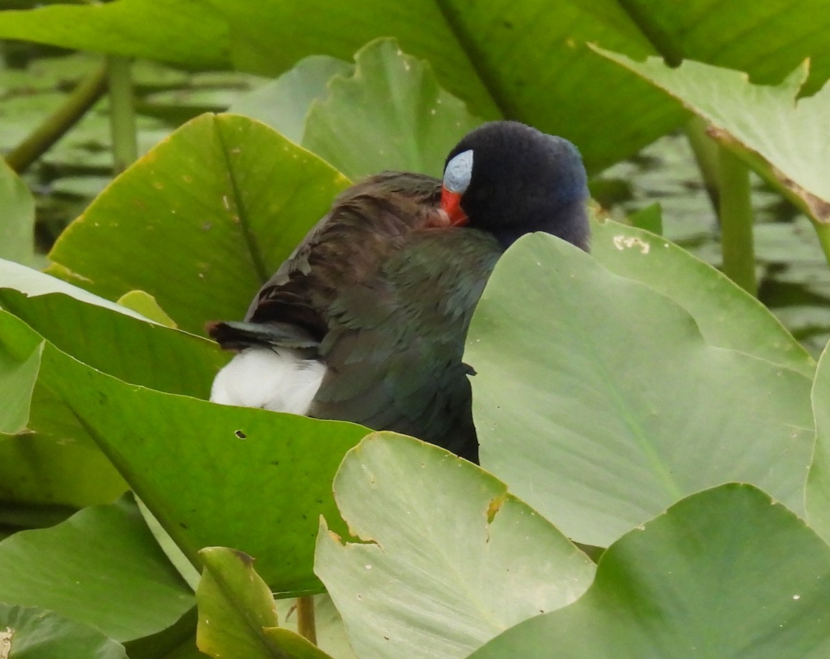 Purple Gallinule - ML635483153