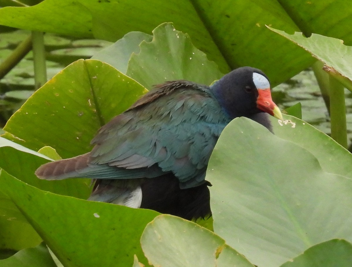 Purple Gallinule - ML635483154