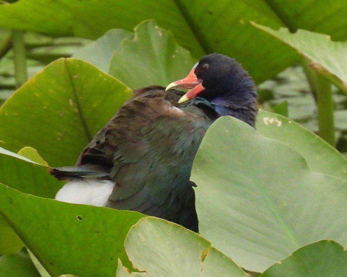 Purple Gallinule - ML635483155