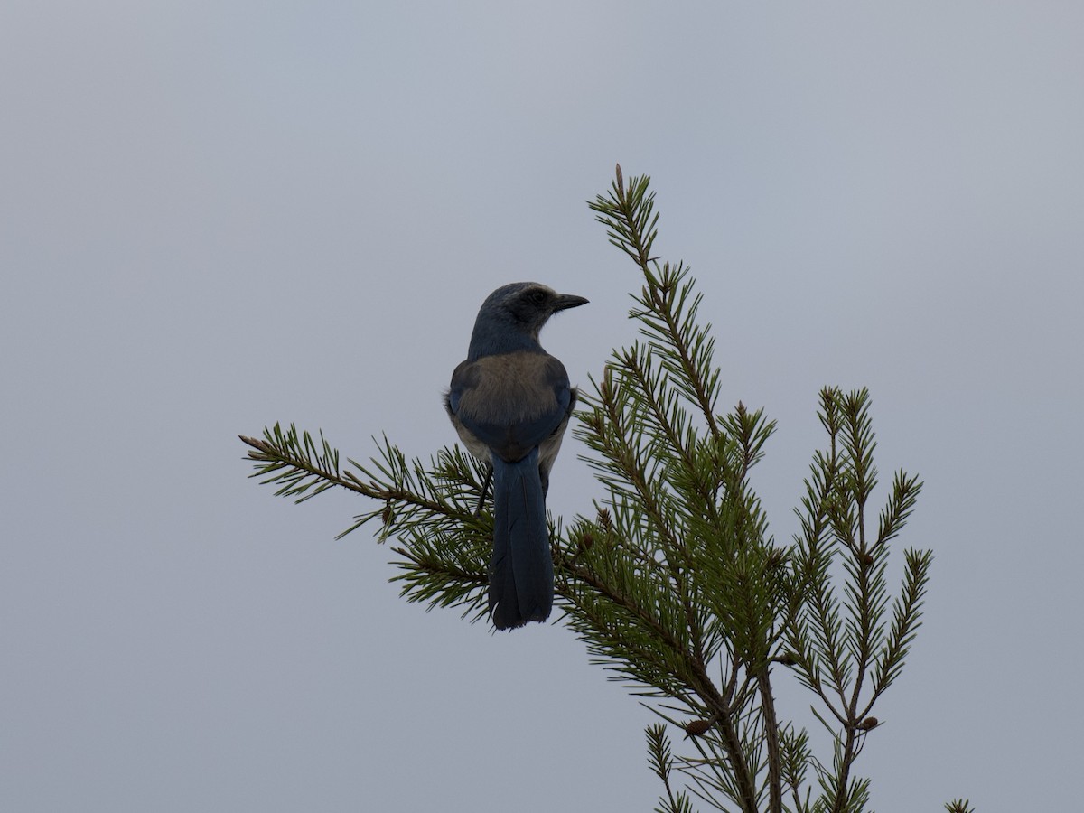 Florida Scrub-Jay - ML635483210