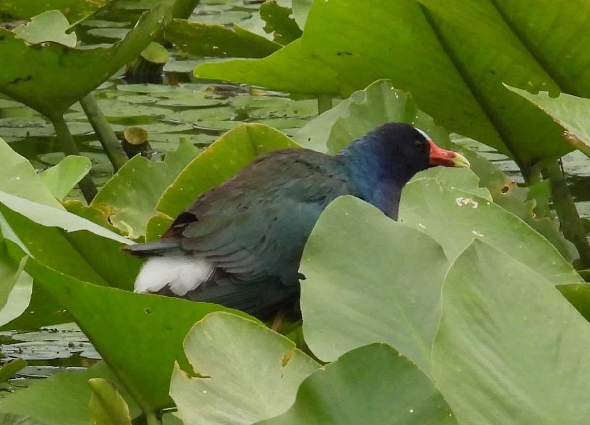 Purple Gallinule - ML635483213