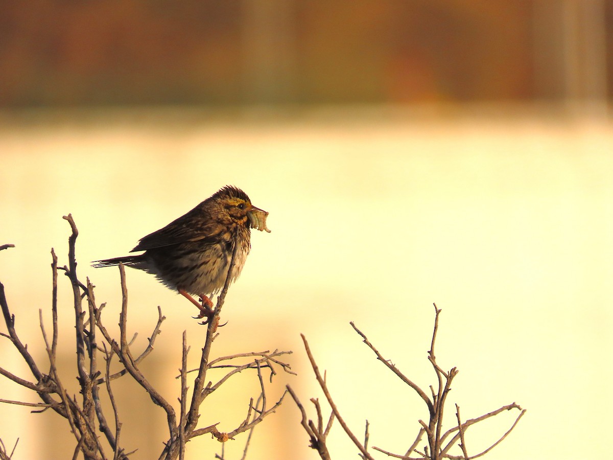 Savannah Sparrow - ML635483214