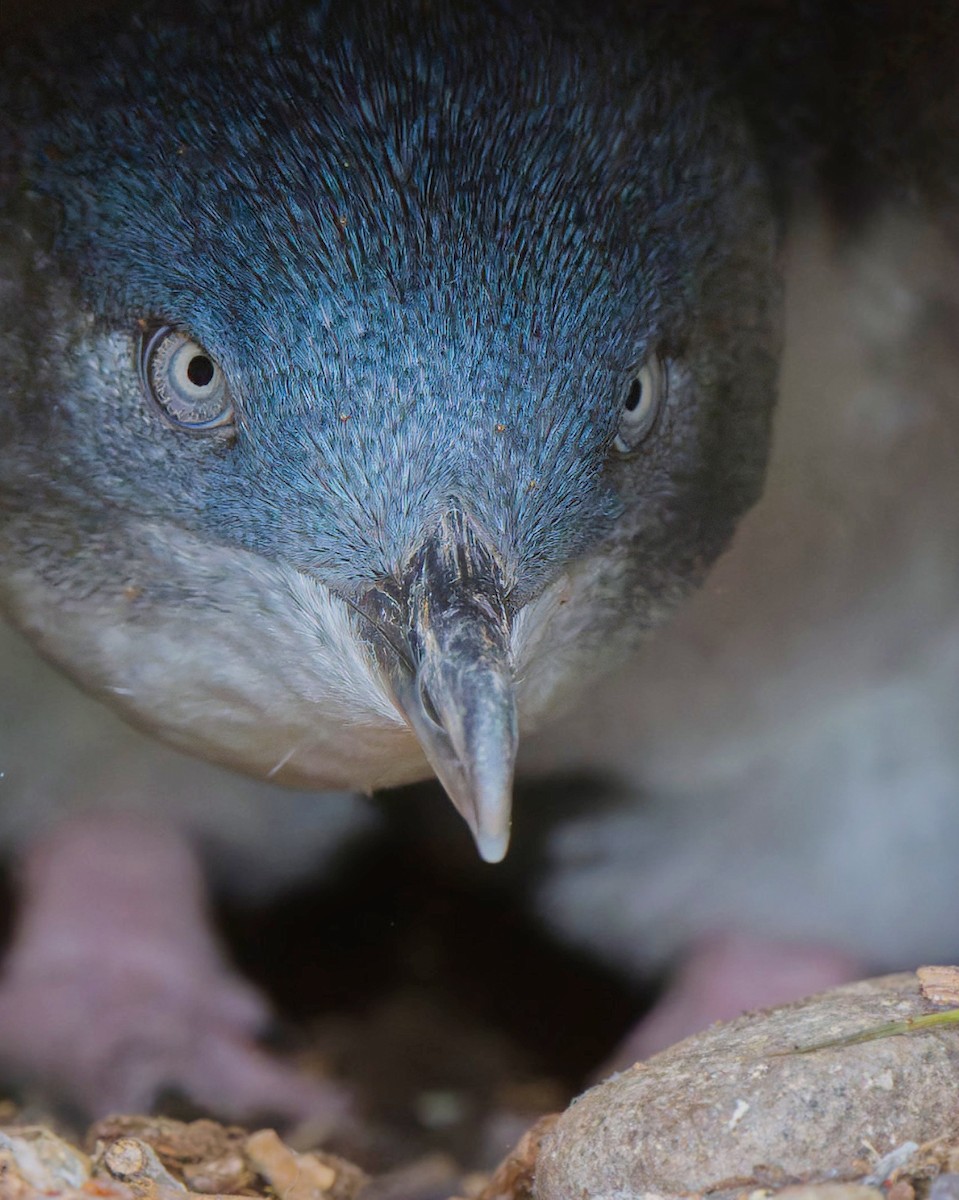 Little Penguin - ML635483219