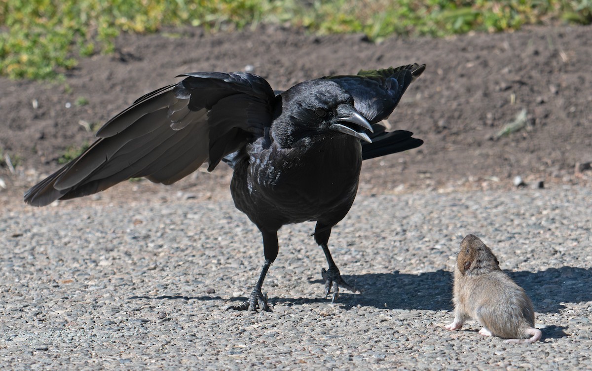 American Crow - ML635483251