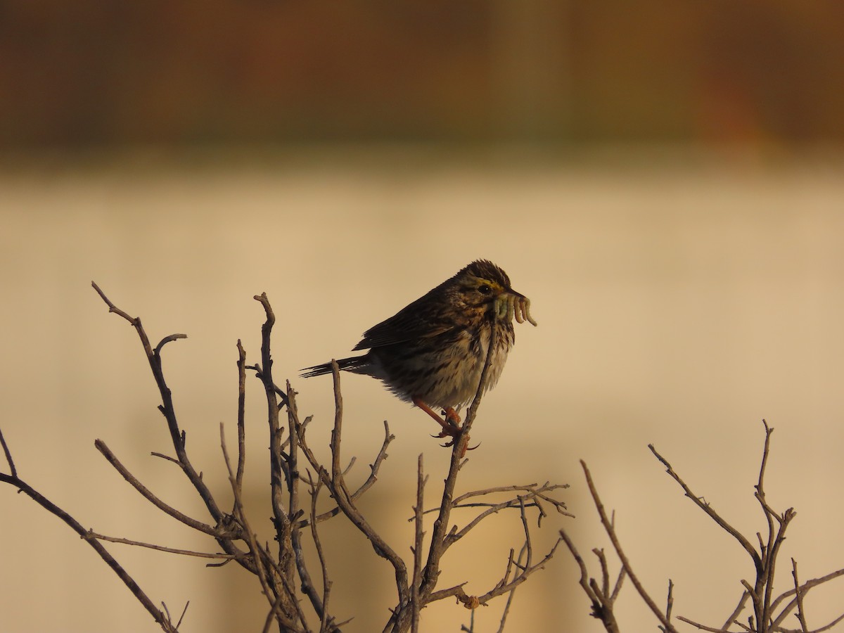 Savannah Sparrow - ML635483295