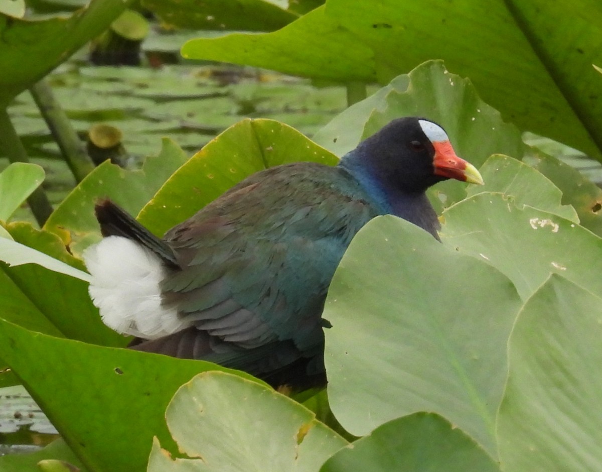 Purple Gallinule - ML635483421