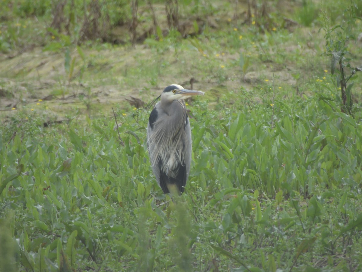 Great Blue Heron - ML635483488