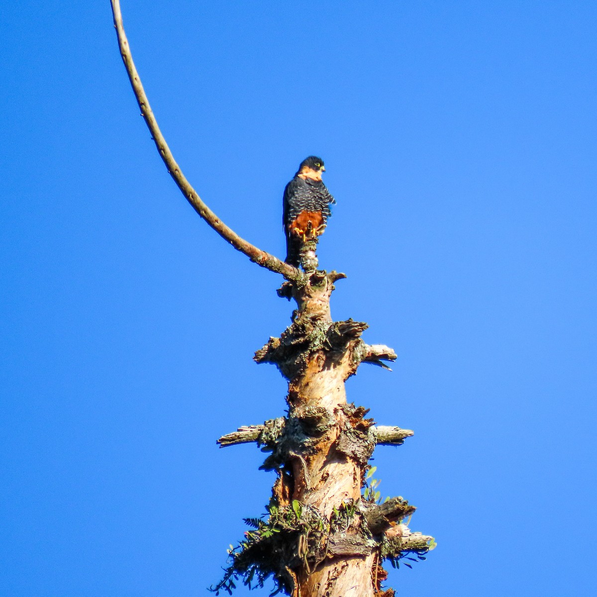 Bat Falcon - ML635483527