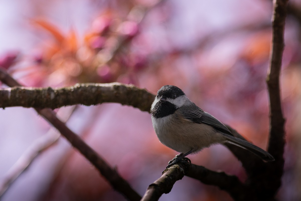 Mésange à tête noire - ML635483727