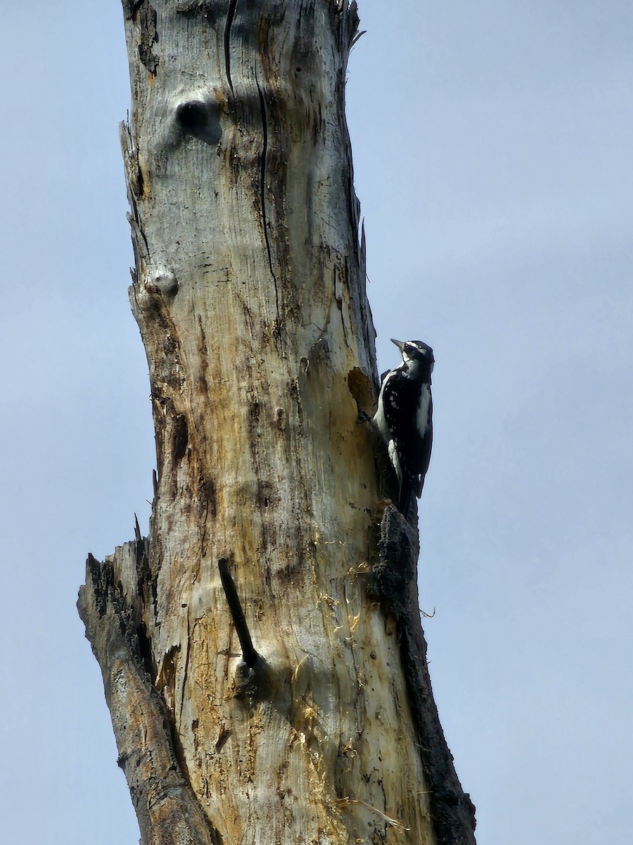 Hairy Woodpecker - ML635483820