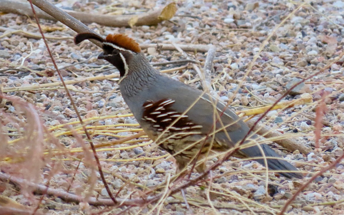 Gambel's Quail - ML635483833