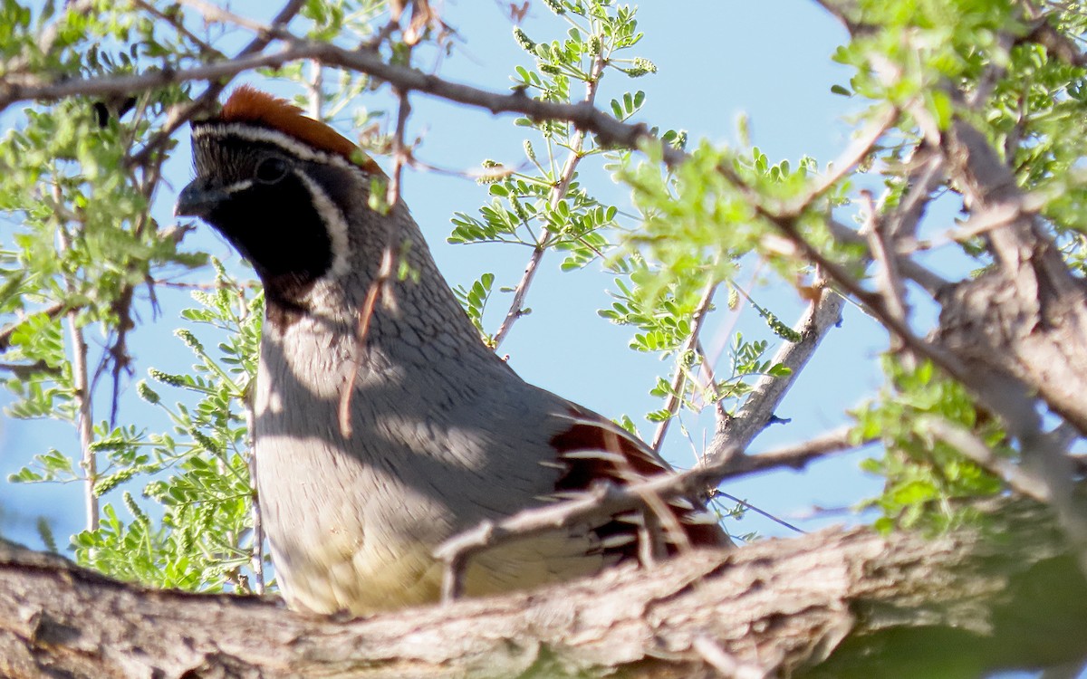 Gambel's Quail - ML635483850