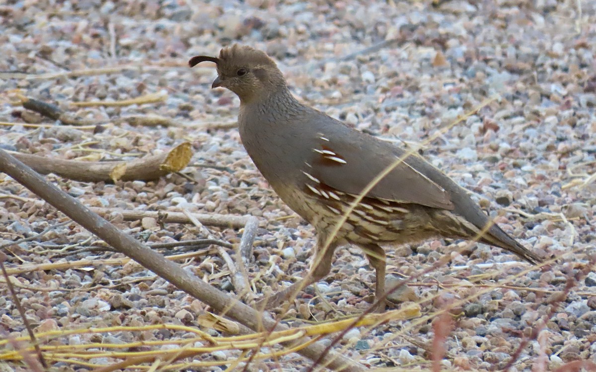 Gambel's Quail - ML635483866