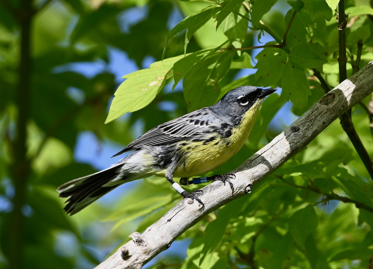 Kirtland's Warbler - ML635483905
