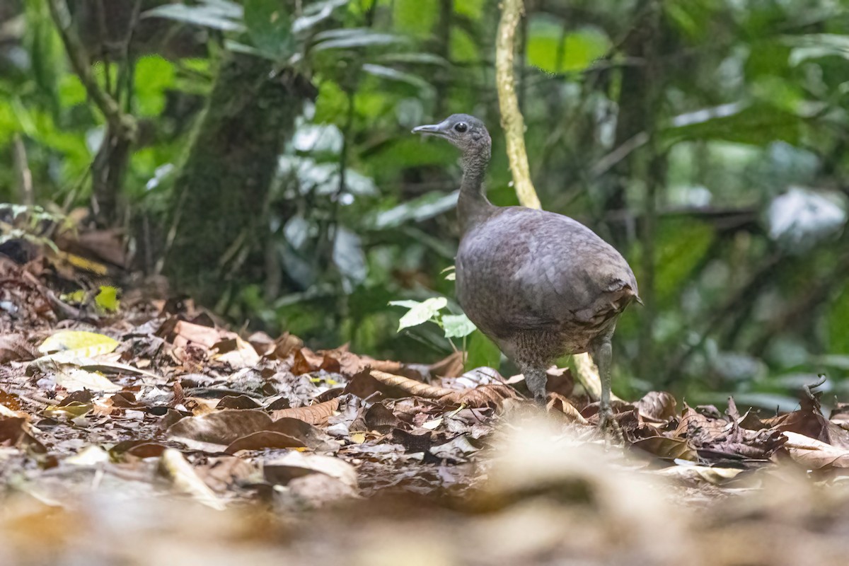 Great Tinamou - ML635483930