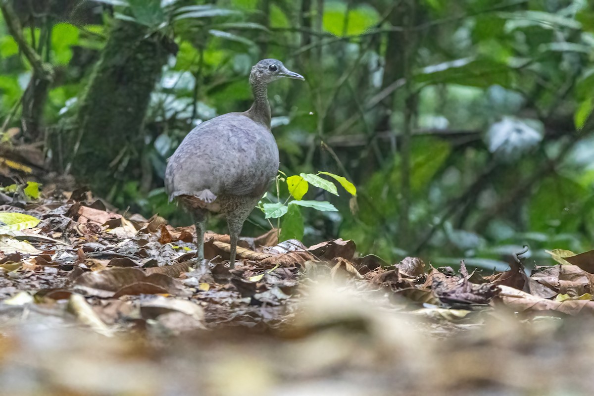 Great Tinamou - ML635483931