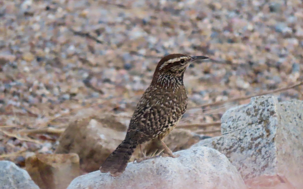 Cactus Wren - ML635484035