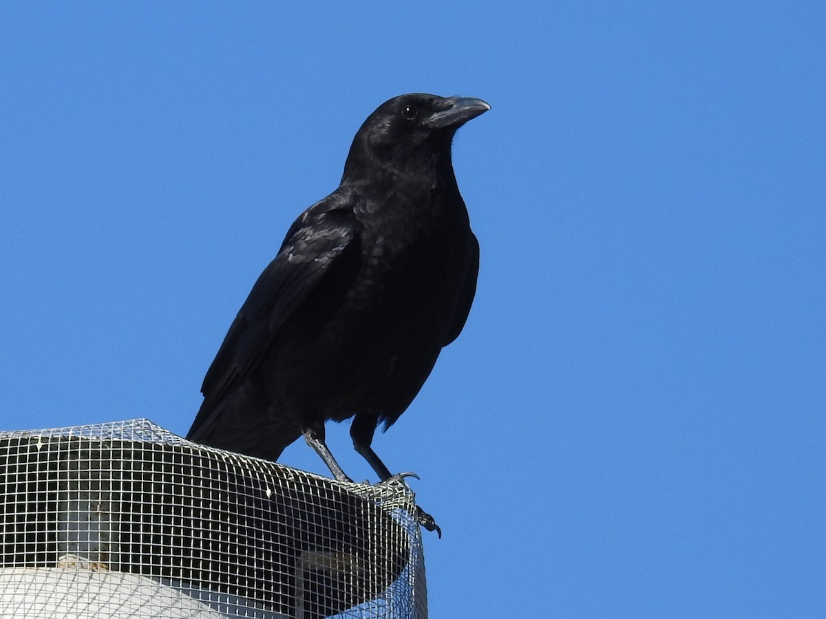 American Crow - ML635484040