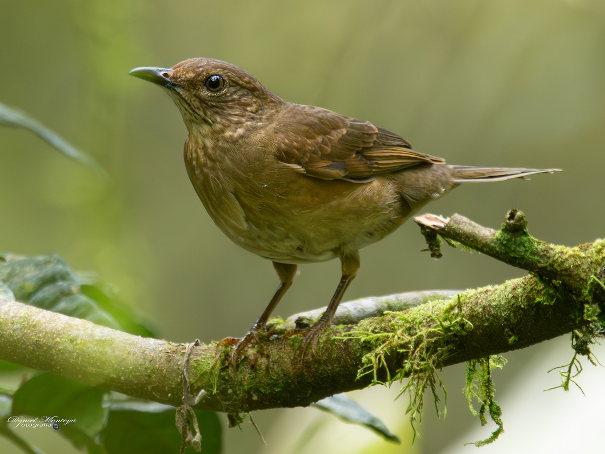 Pale-vented Thrush - ML635484042