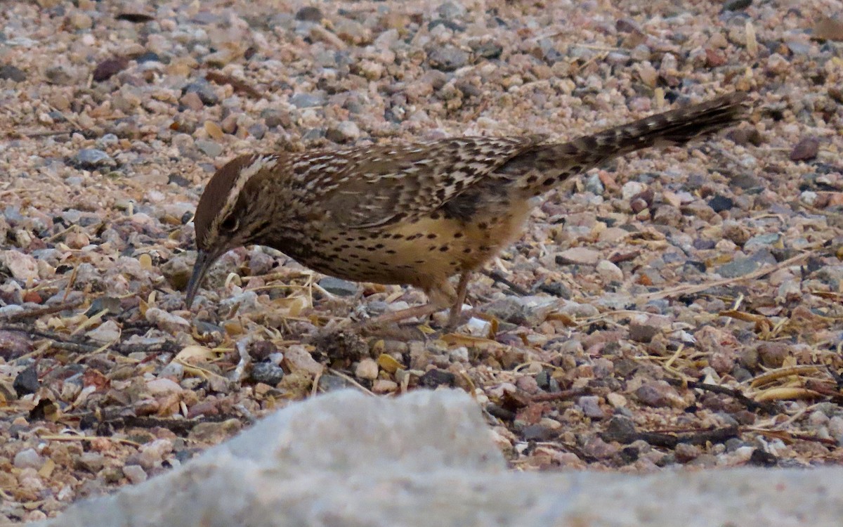 Cactus Wren - ML635484045