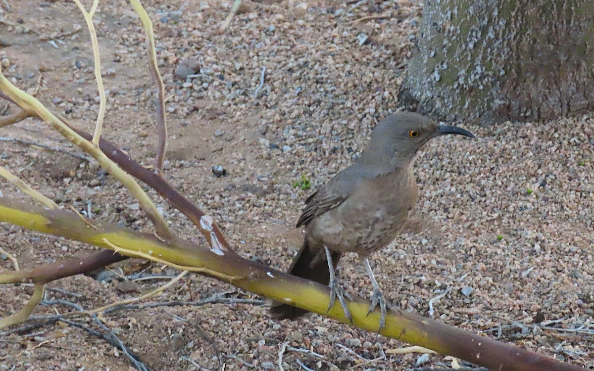 Curve-billed Thrasher - ML635484052