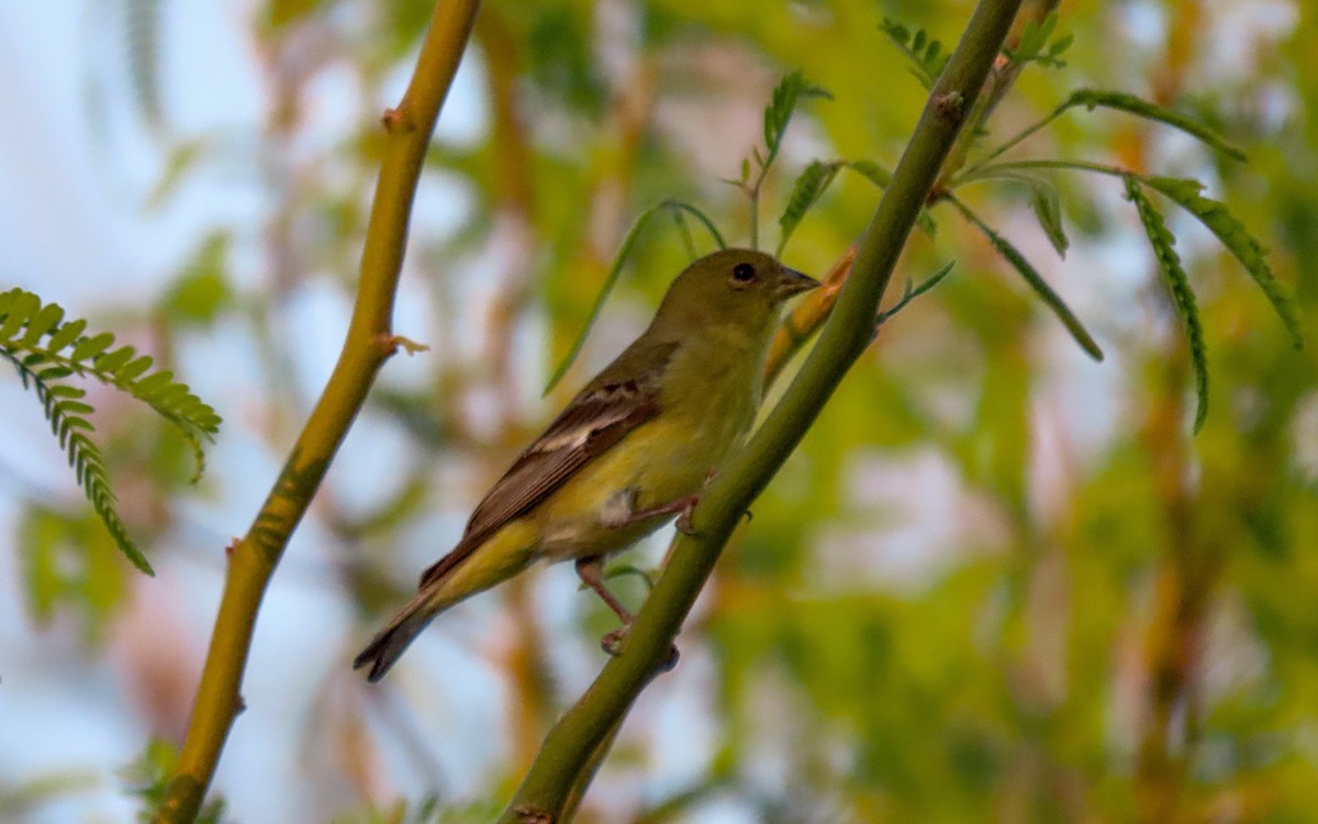 Lesser Goldfinch - ML635484064