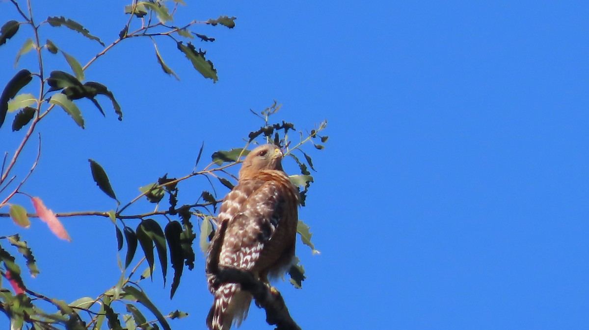 Red-shouldered Hawk - ML635484082