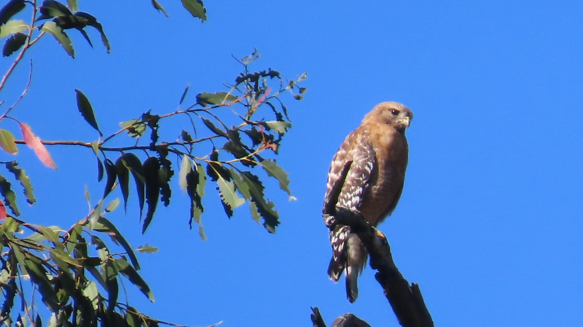 Red-shouldered Hawk - ML635484086
